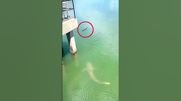 Thumbnail of Shark vs Alligator - Vía thedailygator
