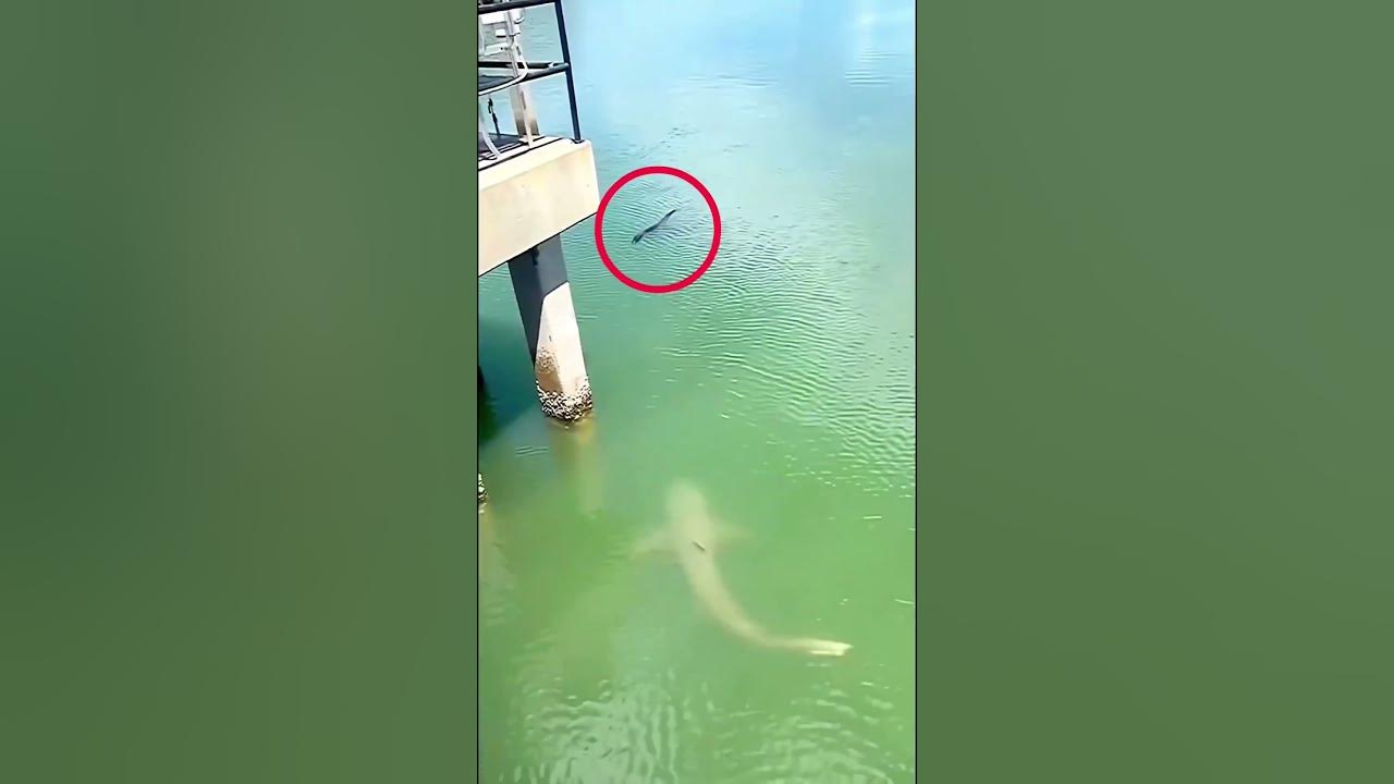 Shark vs Alligator - Vía thedailygator Shark vs Alligator - Vía thedailygator