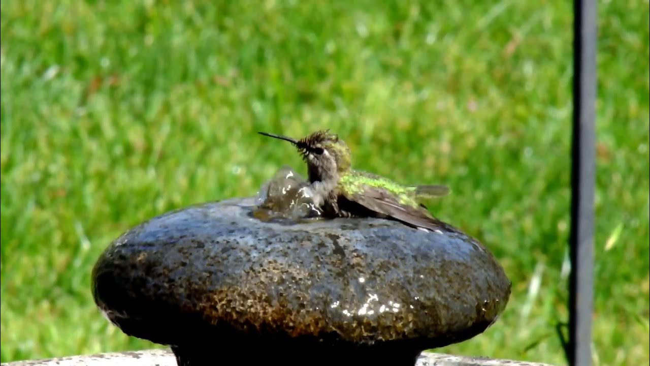 Hummingbird Bath YouTube
