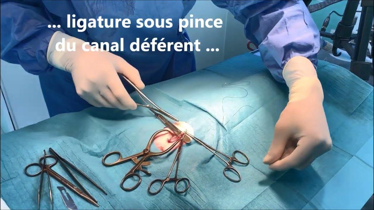 Vasectomie chez le chat. YouTube