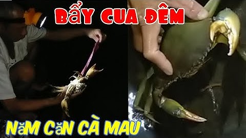 Bẩy cua "đêm" Năm Căn Cà Mau