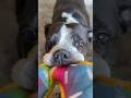 Bulldog and his Donut 🍩 #funnyanimals #bulldog #shorts