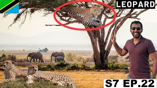 Finally saw a Leopard and Cheetah in Serengeti National Park 🇹🇿 S7 EP.22 | Pakistan to South Africa screenshot 1