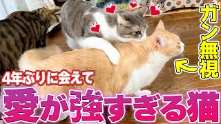 4年ぶりに会えた兄弟猫のことが好き過ぎて愛情表現が過激になり始めた猫