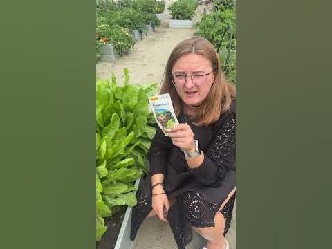 важно! От мучнистой росы! - YouTube