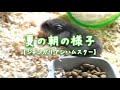 夏の朝の様子【ハムスターを飼うと癒されますね。】