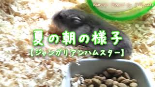 夏の朝の様子【ハムスターを飼うと癒されますね。】