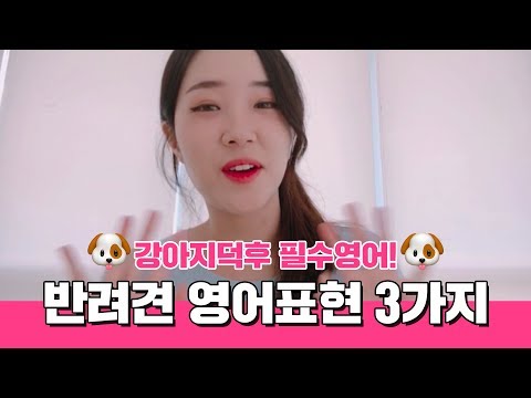 강아지 덕후 필수 영어! 반려견에 대한 영어 표현 3가지!