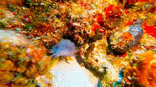 20240305 Cozumel Dives Raw Video