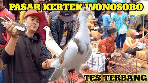 BERBURU MERPATI GIRINGAN DI PASAR KERTEK WONOSOBO BISA LANGSUNG DI TES TERBANG