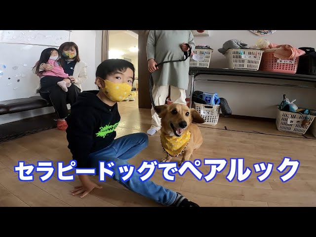 セラピードッグ グレートピレニーズ ハンズハンズ