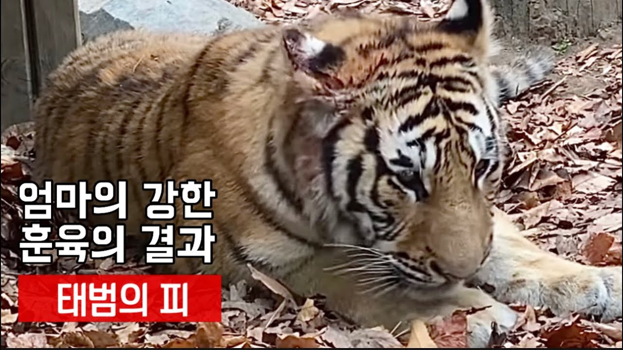 [태범 얼굴(귀)에 피] 건곤이의 강한 훈육에 반격하는 8개월 아기호랑이 태범이 등 훈육 과정의 전후를 한눈에~ 2020 베스트 영상 #태범귀에피