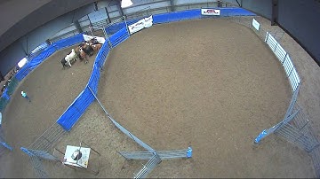 Big Sky Ranch Sorting Saddle Series #6 - #3 - Round #1 - Ride #4