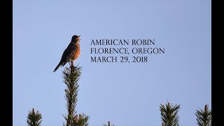 American Robin Song by West Coast Gal 140 views 6 years ago 1 minute, 9 seconds
