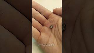 Wait For It This Animals Transformation Is Insane