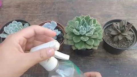 Como limpar as folhas das suculentas?