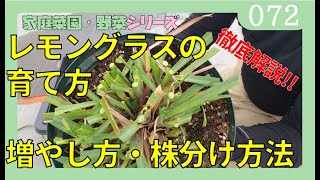 レモングラスの育て方 増やし方 家庭菜園 野菜 ハーブの株分け 鉢上げのやり方 ｂｙ園芸チャンネル 072 Youtube