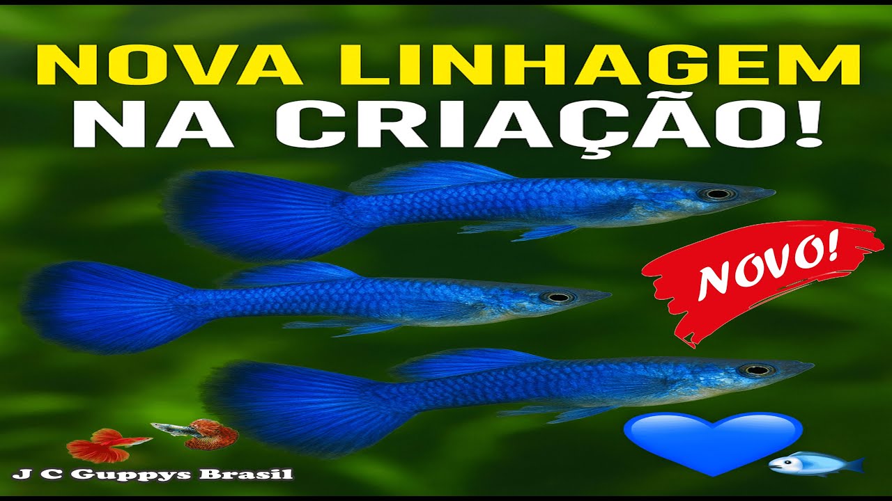 Nova linhagem na criação 💙🐟 👉 HB Blue chegou!