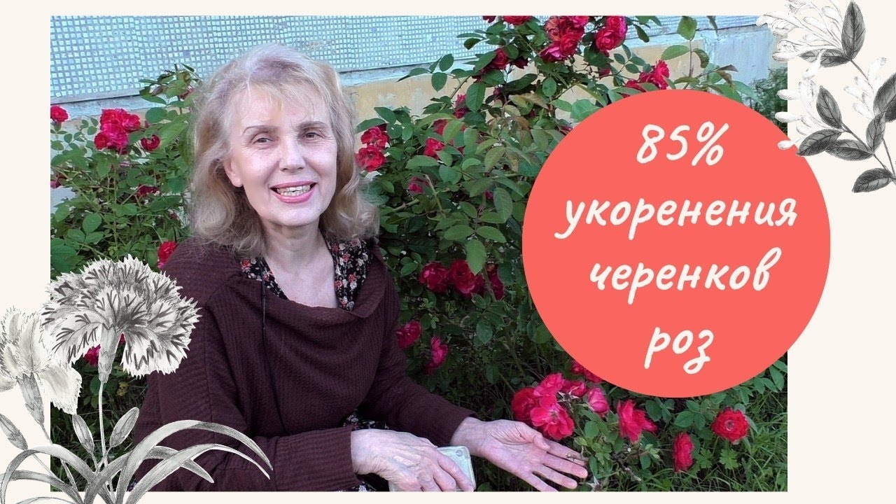 Черенки калины укоренить