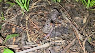 Spider Dragging Worm! #bugs #worms #kill #death