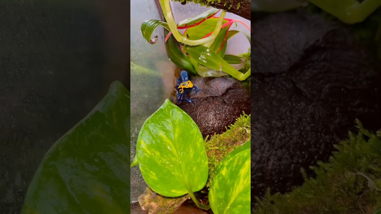 ЦЕЛАЯ ФЕРМА МУХИ ДОМА 