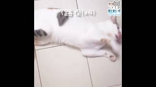 當你尿急卻遇到路倒貓   #cat #kitty #catvideos #catlover #貓 #shorts