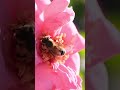 Western Honeybees Love Roses!  #honeybeevideo #macrovideo