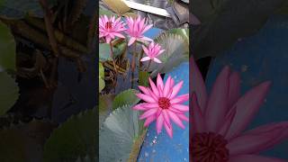Lotus flower/water lilylotusflower viral shots youtubeshorts DevendraNagBonsai