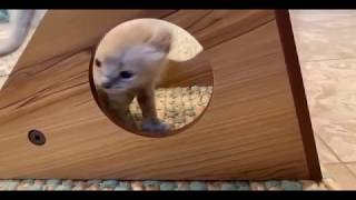 American Curl Khaleesi Kittens by Procurl Harem 30 views 4 years ago 29 seconds