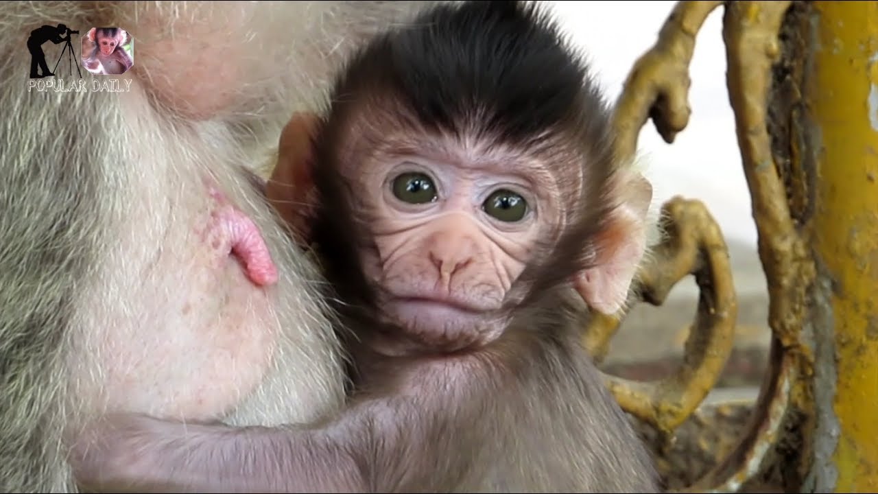 The baby  monkey  are Breastfeeding baby  monkey  so 