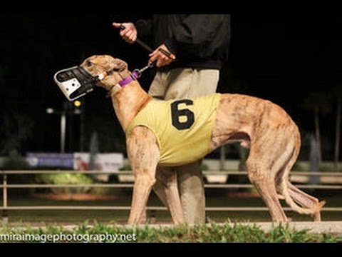 ex racing greyhound