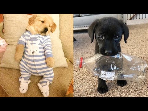 Şirin Yavru Köpek Videoları-Komik ve Eğlenceli(Baby Dogs-Cute and Funny Dog Videos Compilation)#9