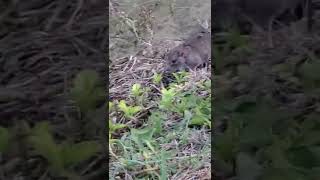 Miami C Warning C Rat Does Exist