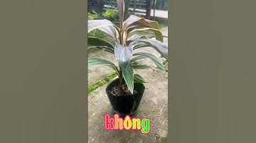 TOP những cây độc lạ, phong thủy | TOP 1 Phước vũ cẩm thạch mới (hoa kiểng Hùng Thy 0918.708.965)