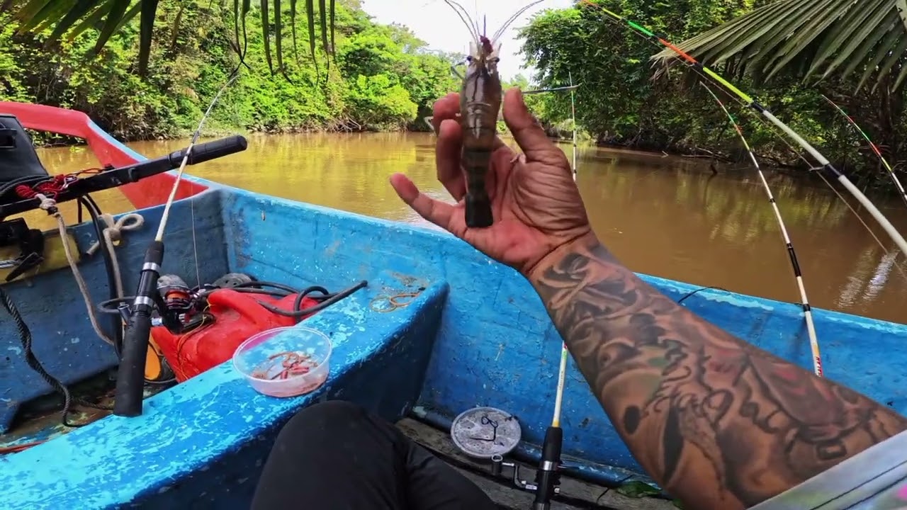 Strike udang bertubi - tubi // double strike 