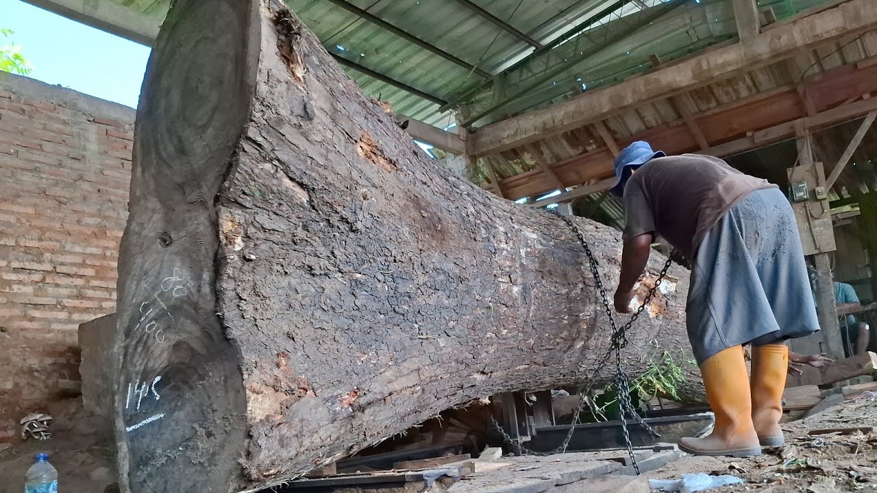 amazing long trembesi wood sawing skills