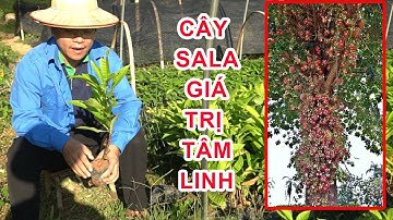 Cây Giống Sala Có Giá Trị Tâm Linh Lớn |  0764 456 123