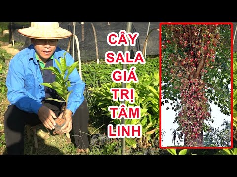 Cây Giống Sala Có Giá Trị Tâm Linh Lớn |  0764 456 123