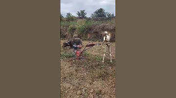 The cow blocks the road to stop the robot.-Robot says: The Reality of Living in China