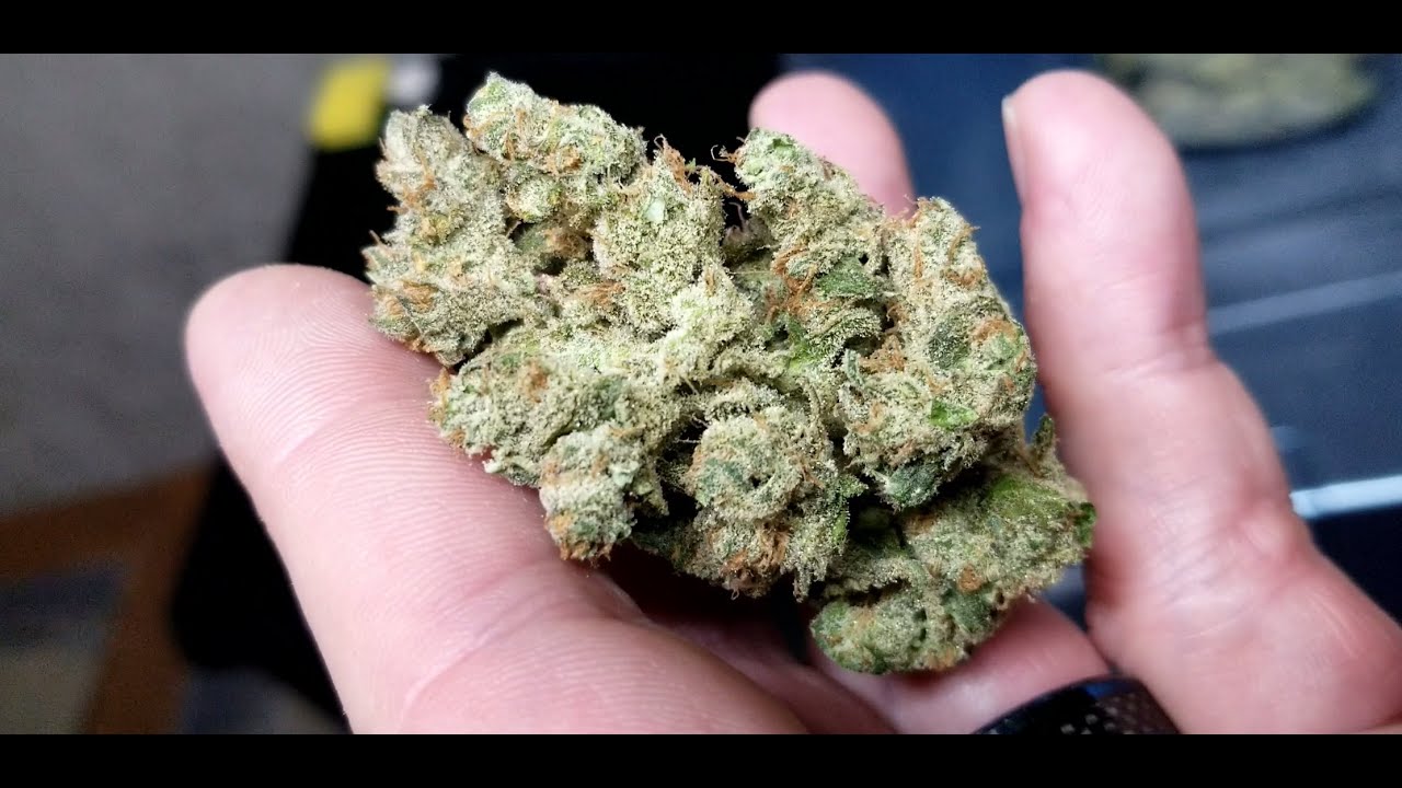 Total detailed harvest yield. dried cannabis.1 plant/1 lbs+. Barneys farm Pine Apple Chunk