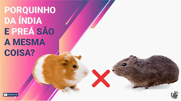 O que é que Preá come?
