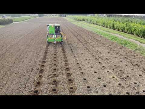 Video: Sowing Dib