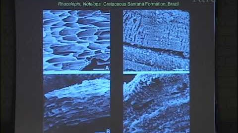 10/3/09  Derek Briggs - Fantastic Fossils