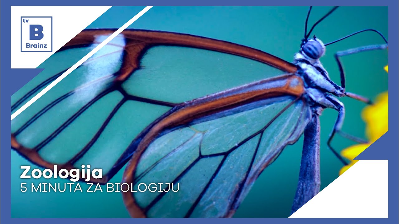 5 minuta za biologiju - Zoologija