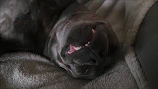 Staffordshire Bull Terrier - Relax Relaxation