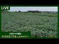 京急沿線開花リレー |ソレイユの丘のひまわり