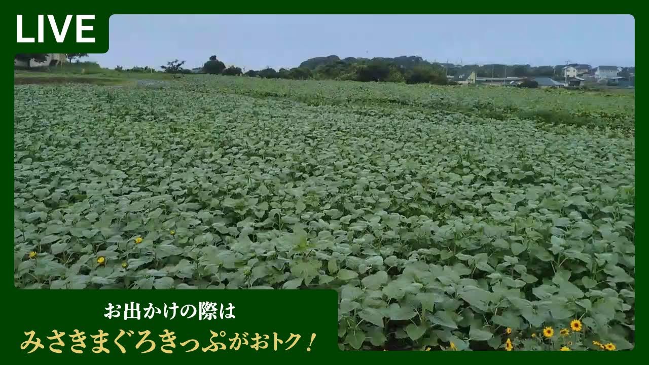 京急沿線開花リレー |ソレイユの丘のひまわり