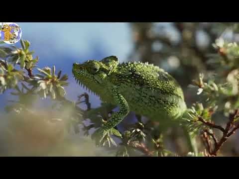 Chameleon Births Six