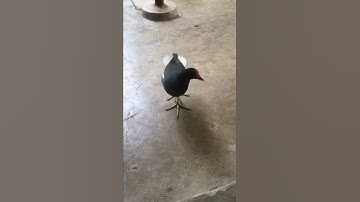 Bán Chim Trích ré, Trích cồ đả huấn luyện Chim biết gáy,tự săn mồi, giữ nhà,ae cần lhe mjh