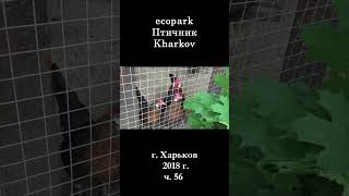 █ ЭкоПарк Харьков ч.56 / Птичник / 2018 г.  #shorts